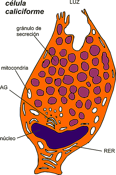 Qual a Função do Muco e dos Cílios no Epitélio das Vias Respiratórias?