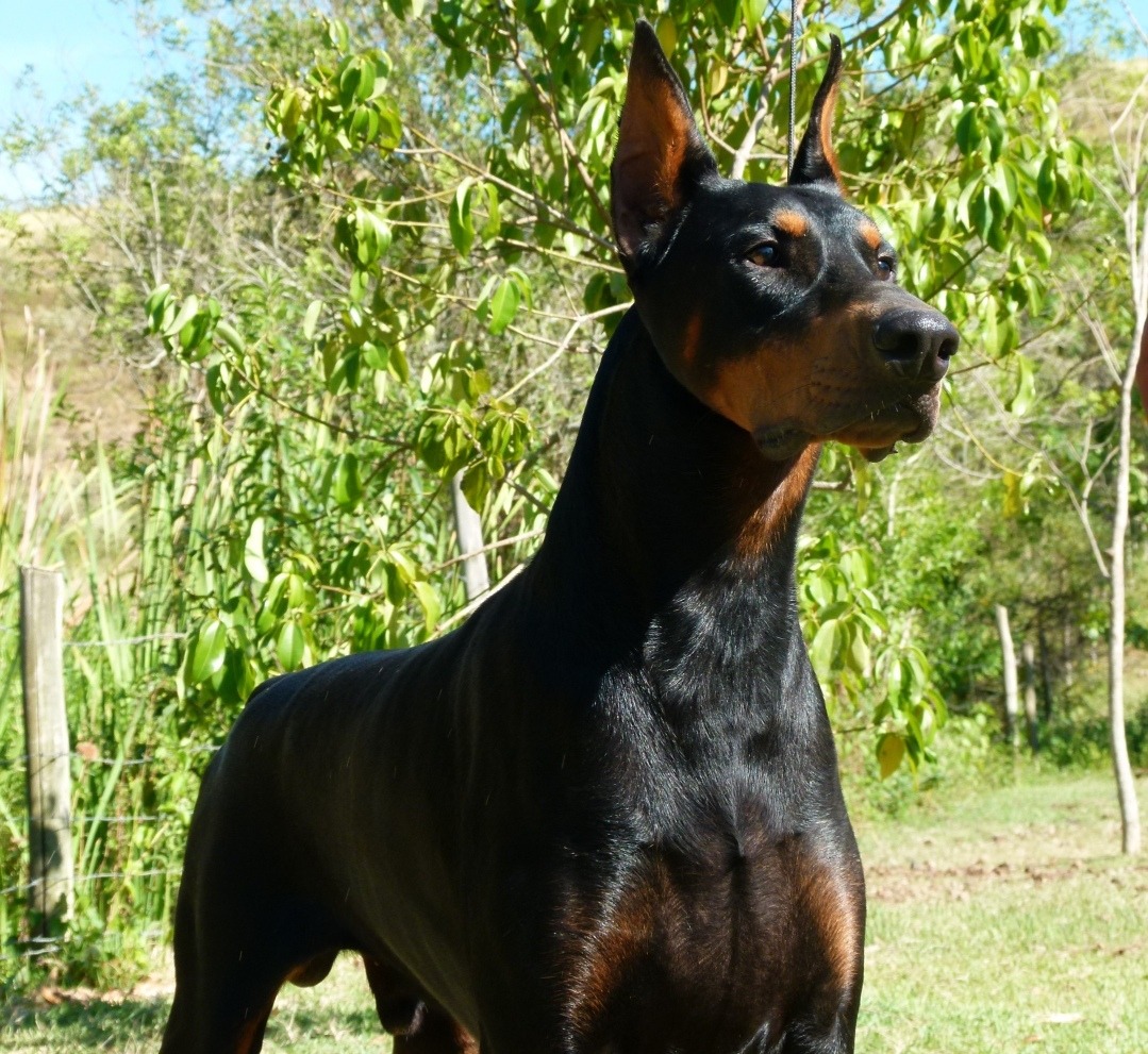 Comportamento do Dobermann, Hábitos e Modo de Vida