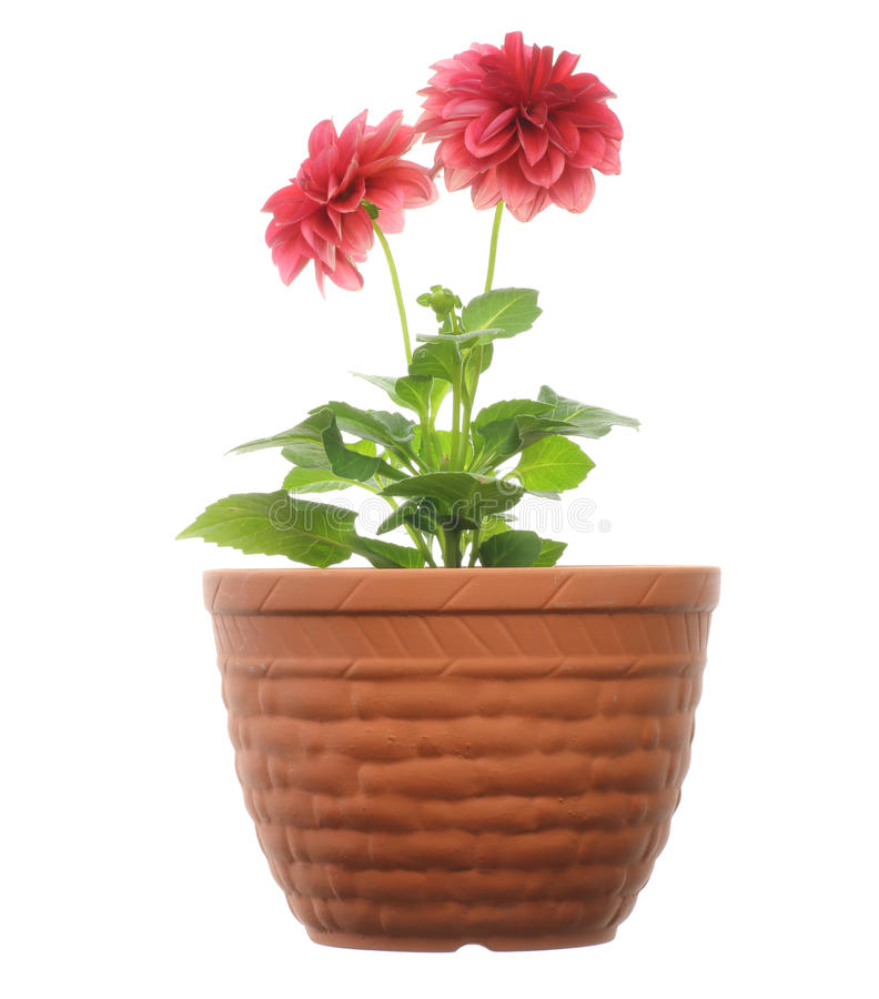 Dalia Dahlia Pinnata: Características, Nome Científico E Fotos