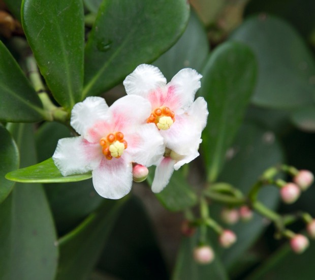 Historia da Flor Clúsia, Origem da Planta e Significado