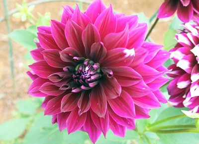 Flor Dália: Curiosidades e Fatos Interessantes Sobre a Planta