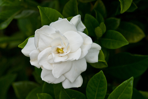 Como É a Flor da Gardênia? O Que Ela Representa?
