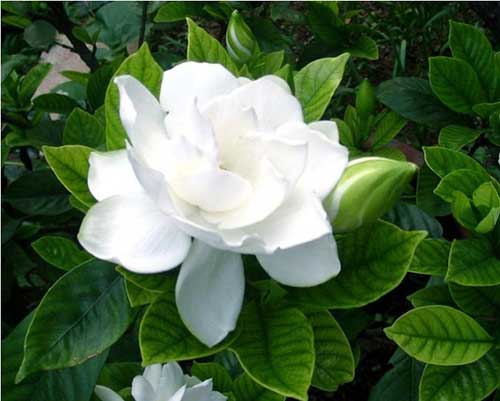 Flor Gardênia: Como Cuidar, Plantar, Fazer Mudas e Podar