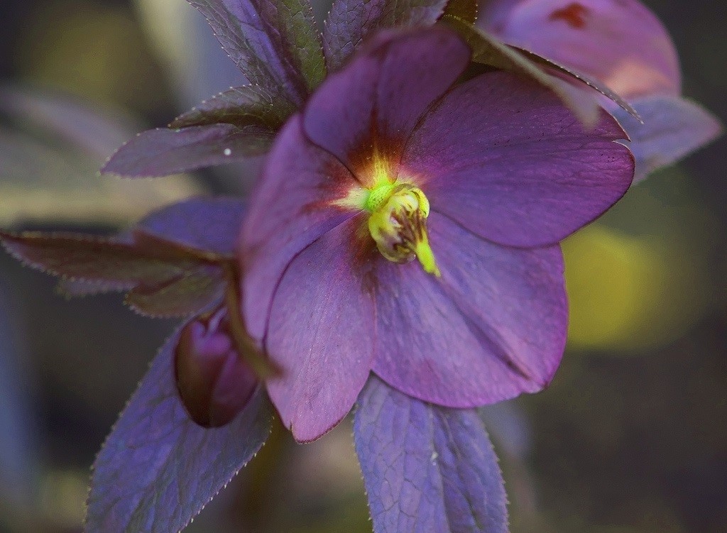 Tudo Sobre a Flor Heléboro: Características e Nome Cientifico