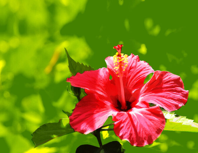 História da Flor Hibisco, Significado, Origem da Planta e Fotos