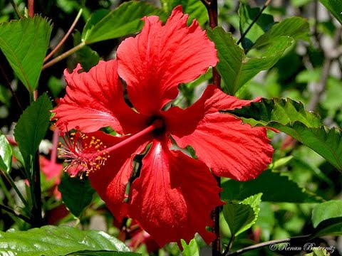 Para Que Serve a Flor de Hibisco?