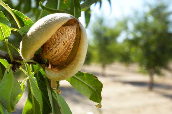 Qual o Fruto da Amendoeira? Para Que Ele Serve?