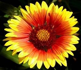 Flor Gailárdia Como Cuidar, Plantar, Fazer Mudas e Podar