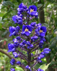 HIstoria da Flor Gengibre-Azul, Significado e Origem da Planta
