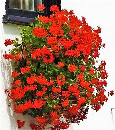 Gerânio Pendente: Como Cultivar, Características e Fotos