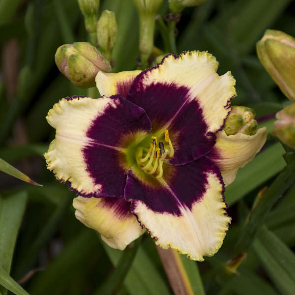 Como Cuidar da Flor Hemerocallis, Fazer Mudas e Podar