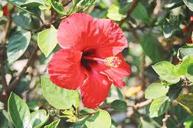 Hibisco Doente, Amarelado ou Com Botões Caindo: Como Tratar?
