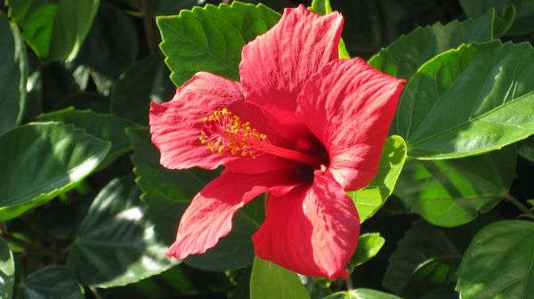 Tudo Sobre A Flor Hibisco: Características E Nome Científico