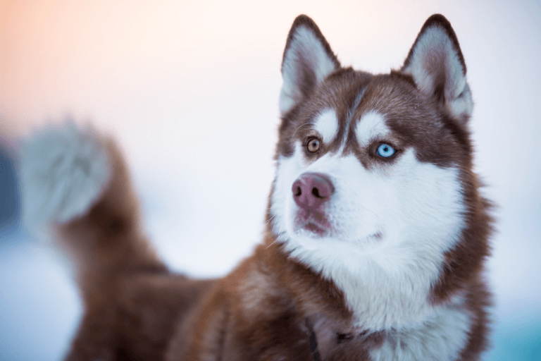Qual O Valor De Um Filhote De Husky Siberiano? Qual O Preço?