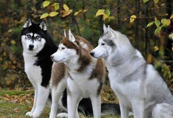 Por Que O Husky Siberiano Uiva? Como Evitar?