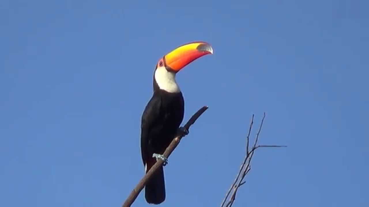 Qual é o Reino do Tucano, Filo, Família, Gênero e Classe?