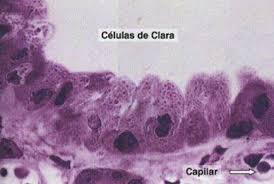 O Que São Células de Clara? Para Que Elas Servem?