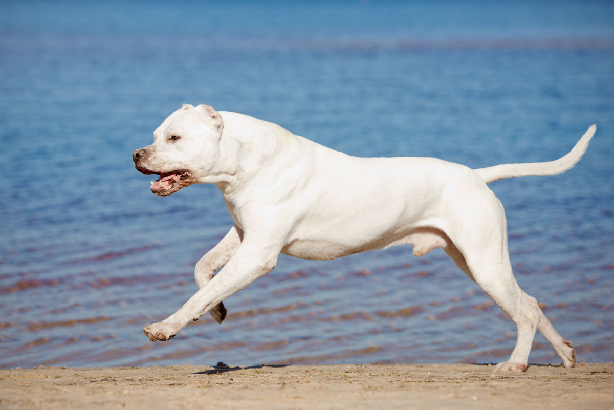 Diferenças do Dogo Argentino, Boxer e Dogue Alemão Arlequim