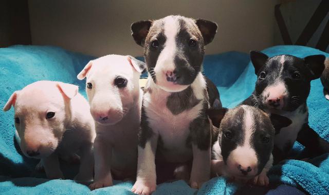 Top 10 Canis da Raça Bull Terrier no Brasil