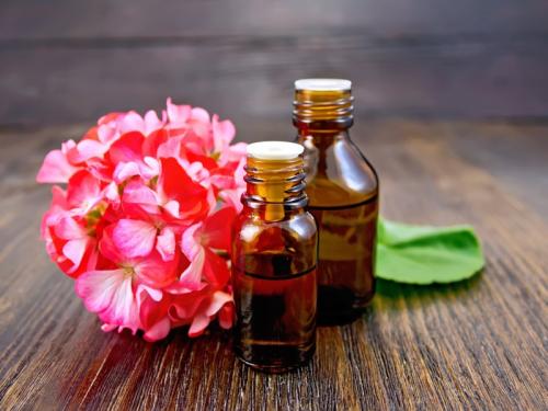 Folhas de Gerânio: Para Que Servem? Benefícios Medicinais
