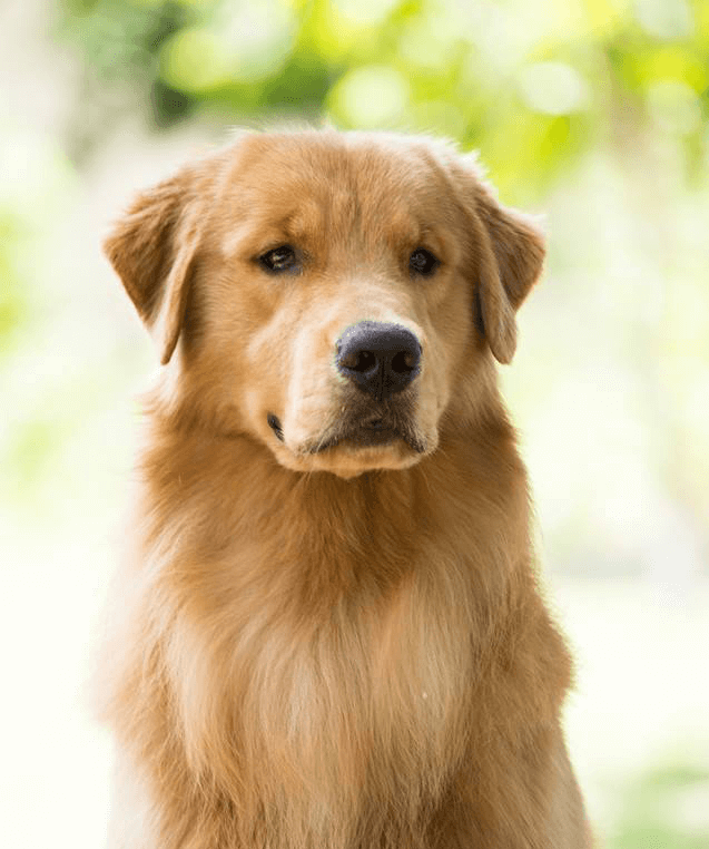 Golden Retriever Curiosidades e Fatos Interessantes Sobre a Raça