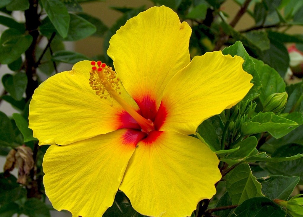 Como Plantar Hibisco Para Fazer Cerca Viva?
