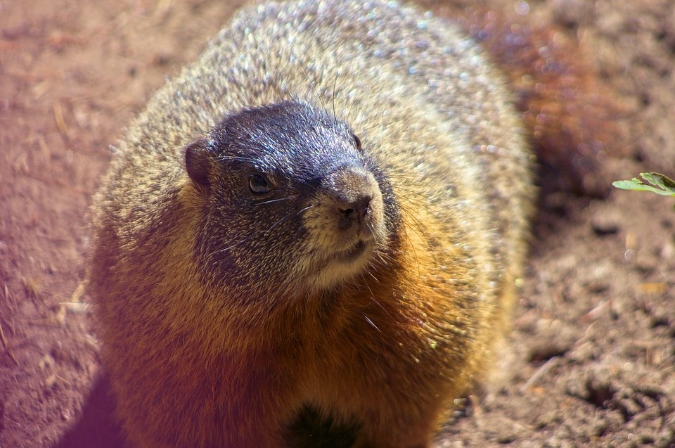 Marmota Flaviventris: Características, Nome Cientifico e Fotos