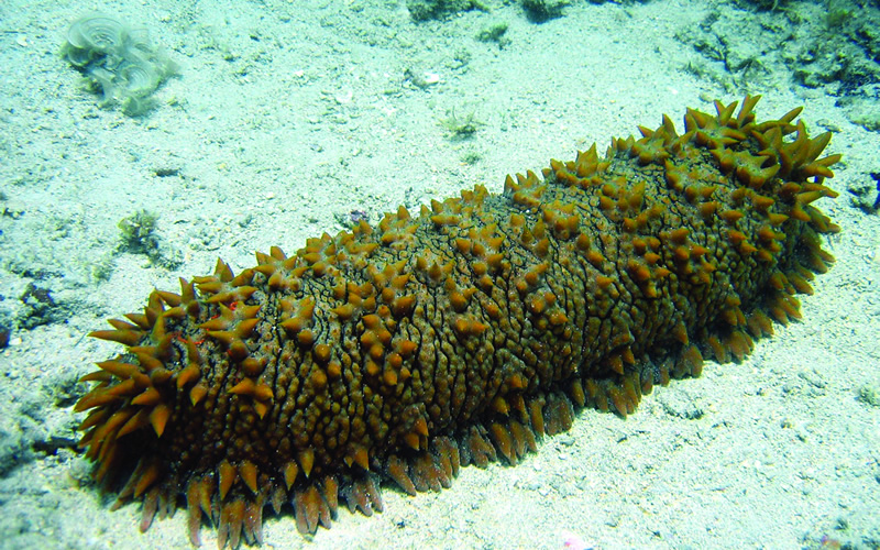História do Pepino do Mar e Origem do Animal