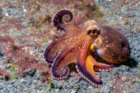 Polvo Sistema Nervoso: Como Funciona? Eles Podem Sentir?