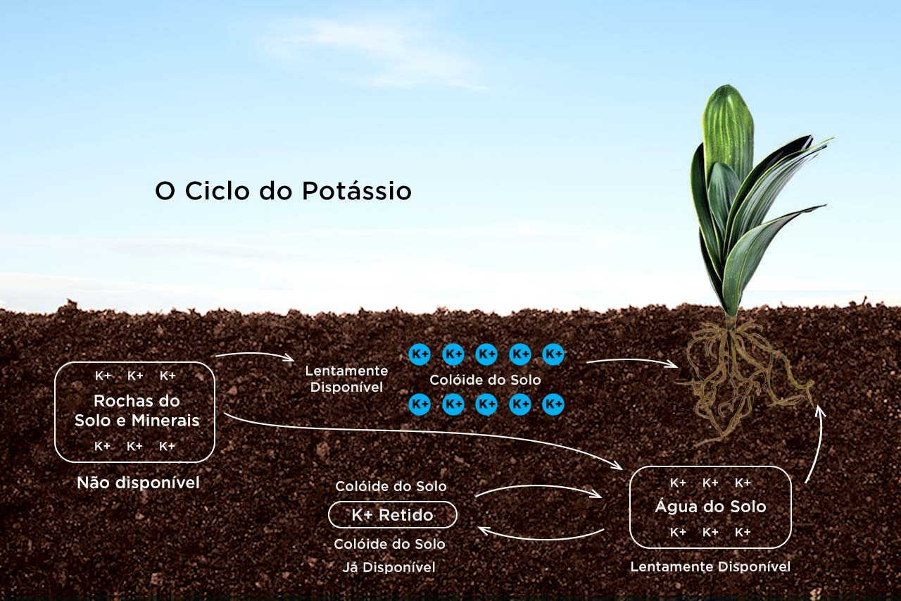 Qual a Função do Cloreto de Potássio Nas Plantas?