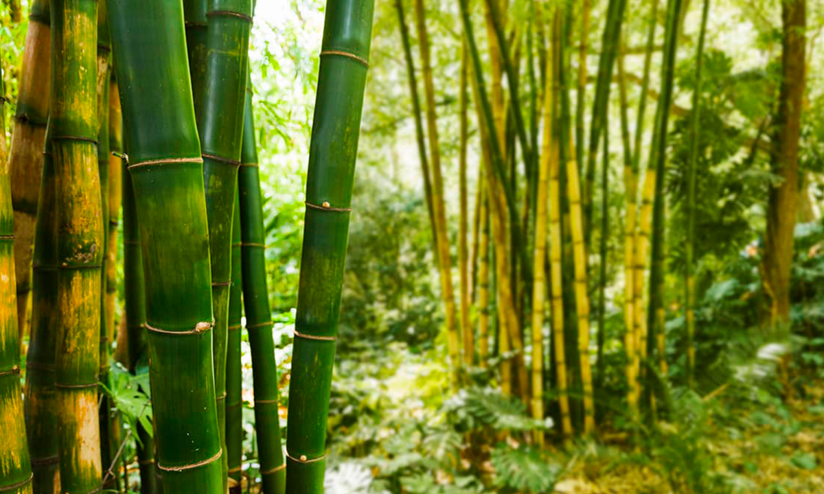 História do Bambu, Significado, Origem da Planta e Fotos