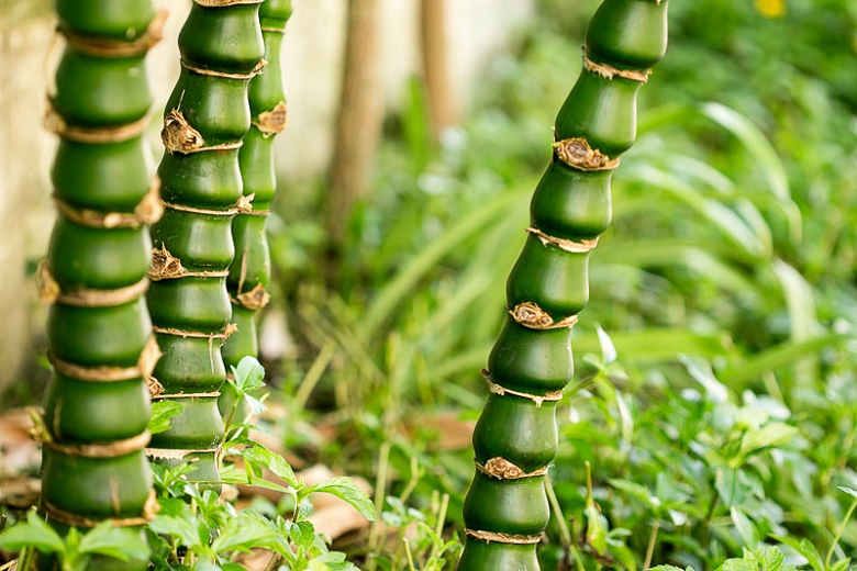 Bambu Barriga-de-Buda: Como Cultivar, Cuidados e Fotos