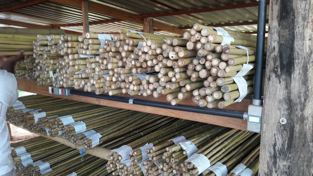 Bambu Cana-Da-Índia: Características, Como Cultivar e Fotos