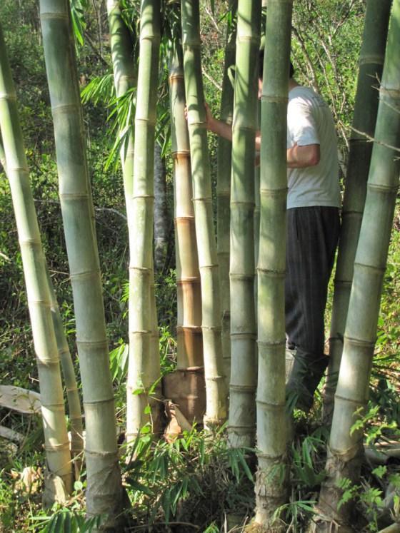 Bambu Trepador: Características, Como Cultivar e Fotos