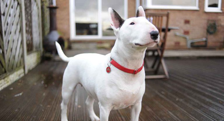 Bull Terrier criado em casa