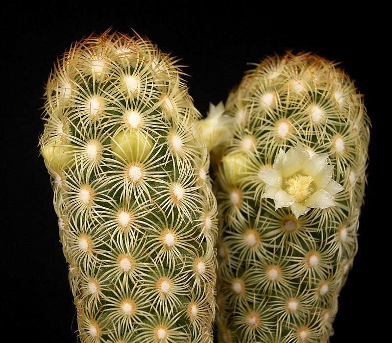 Cacto Mammillaria Elongata: Características, Cultivo e Fotos