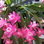 Cacto Orquídea em Casa