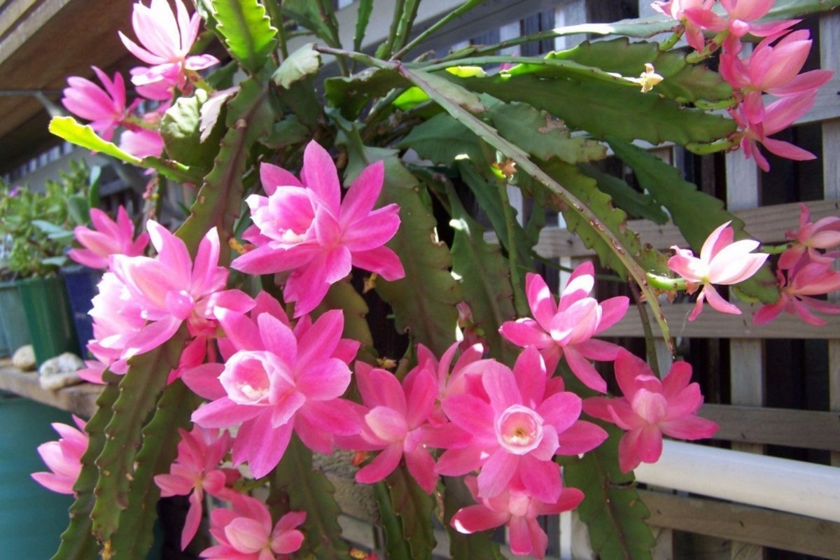 Cacto Orquídea: Características, Como Cultivar e Fotos