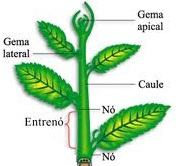 Quais os Tipos de Caule de Plantas? Classificação dos Caules