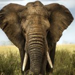 Elefante Africano