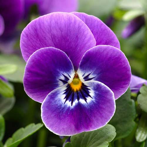 Tipos de Flor Amor Perfeito: Espécies com Nomes, Cultivo e Fotos