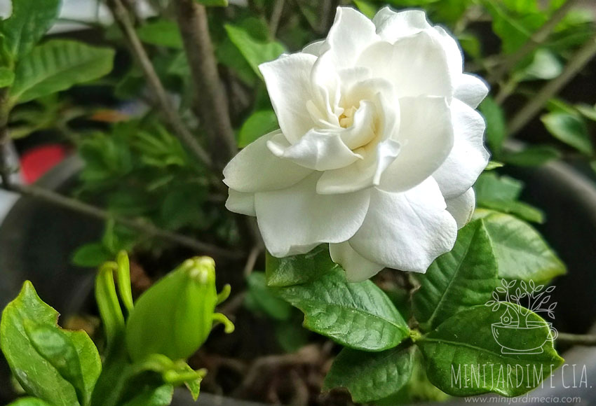 Tudo Sobre a Flor Gardênia: Características, Nome Científico e Fotos