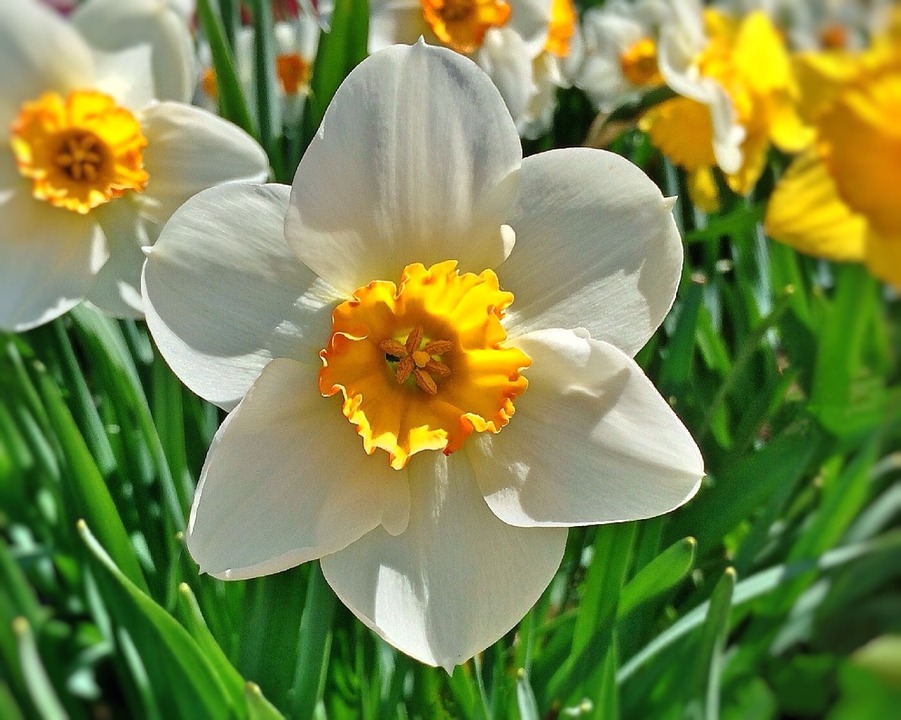 Historia da Flor Narciso, Significado, Origem da Planta e Fotos
