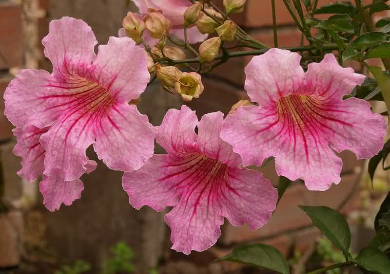 Como Cuidar da Planta Sete-Léguas, Fazer Mudas e Podar