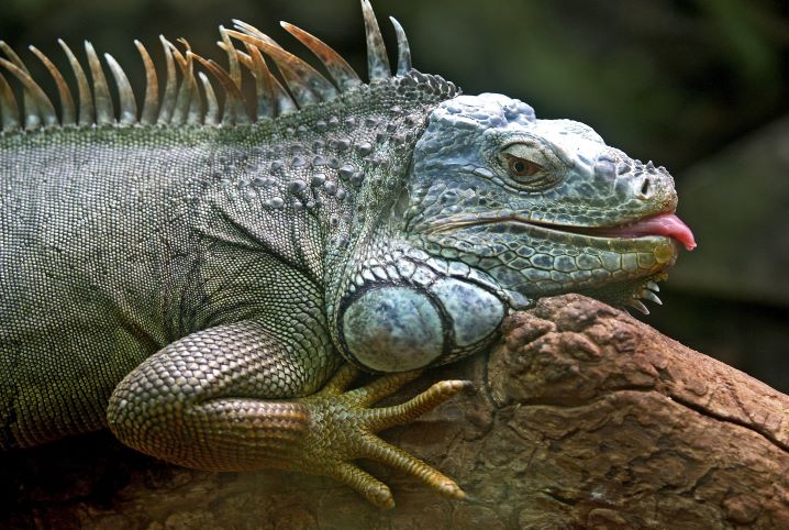 Por Que as Iguanas Mudam De Cor?