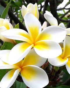 O Que Significa Flor de Jasmim? O Que Quer Dizer o Nome?