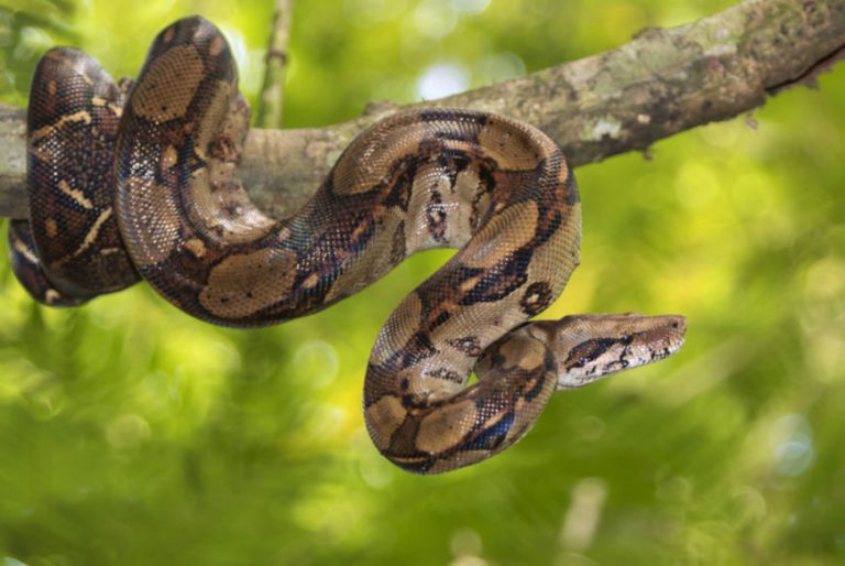 Jiboia Envolta no Galho da Árvore