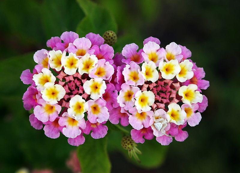 Lantana Planta é Tóxica? É Comestível?