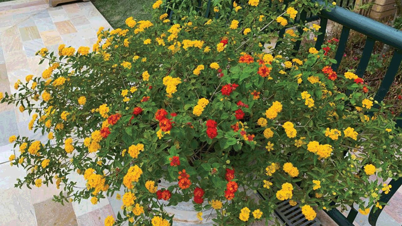 Lantana de Montevidéu: Como Cuidar e Características