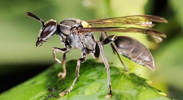 Tudo Sobre o Marimbondo: Características, Nome Cientifico e Fotos